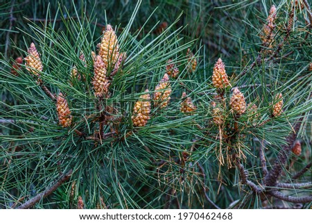 Scots pine branches with needles and male inflorescences. Pinus sylvestris.