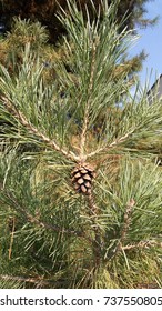 Scots Pine With Cone