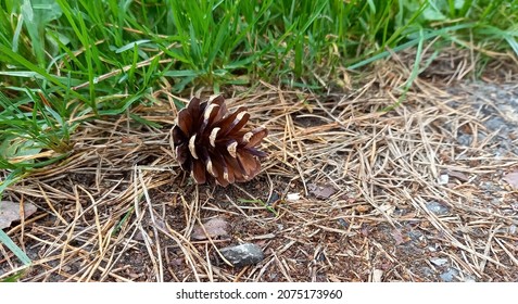 Scots Pine Cone With Fallen Pine Needles