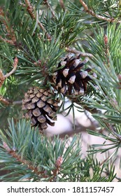 Scots Pine Cone And Needles