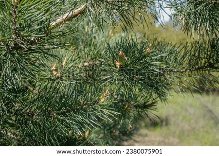 Scots Pine Cones: Long and slender, these cones belong to the Pinus sylvestris tree. They are prized for natural remedies and soothing coughs