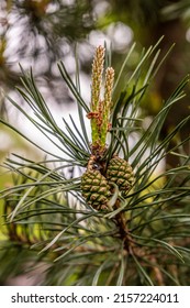 Scots Pine Needles And Cone