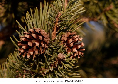 Scots Pine / Pinus Sylvestris