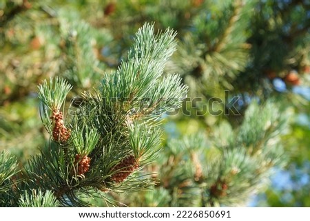 Scots pine or Pinus sylvestris