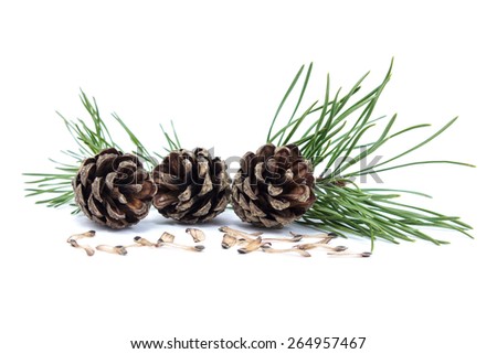 Scots pine (Pinus sylvestris) cones and seeds