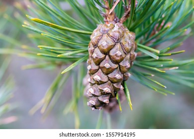 Scots Pine (Pinus Sylvestris) Tree Cone