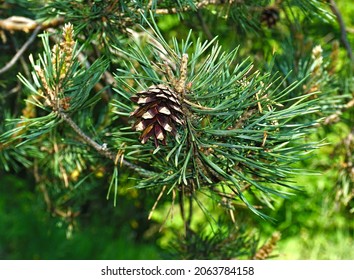 Scots Pine, Scotch Pine, Closeup View