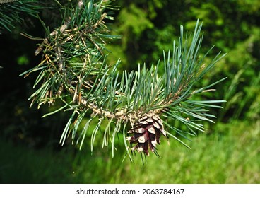 Scots Pine, Scotch Pine, Closeup View