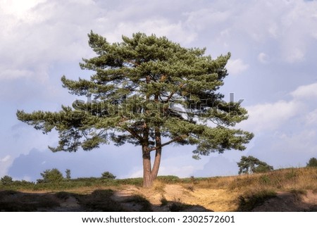Scots pine tree in Ashdown forest in summer, East Sussex, South of England