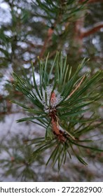 Scots pine tree with a light dusting of snow. Close up image of pine tree with snow.