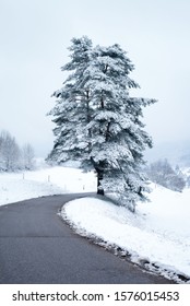 Scots Pine Tree. Perennial Tree Grows By The Road. Winter Landscape.