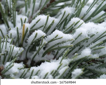 Scots Pine Tree With Snow