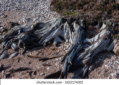 A Scots Pine Tree Trunk, Remnant Of The Caledonian Forest.