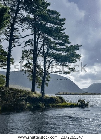 Scots Pine trees in County Donegal - Ireland