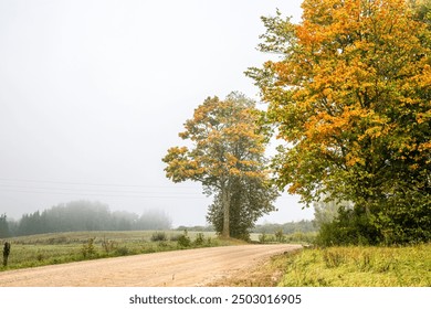 Scots pine trees in forest under fog and winding country road.
