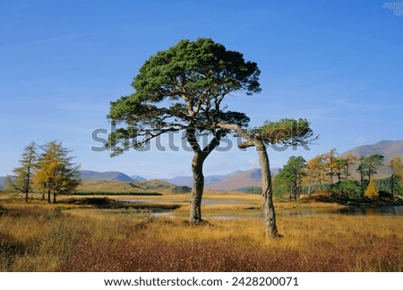 Scots pine trees, loch tulla, strathclyde, scotland, uk, europe