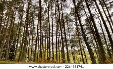 Scots Pine Trees, Scotlands national tree - taken at Foyers, along Loch Ness in the Scottish Highlands, United Kingdom