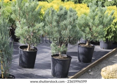 Scots pine Watereri, Pinus sylvestris Watereri