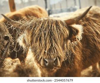 Scott. Highland Cow Eating Hay - Powered by Shutterstock