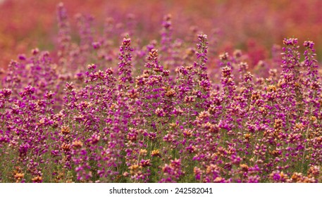 Scottish Bell-shaped Dark Purple Heather