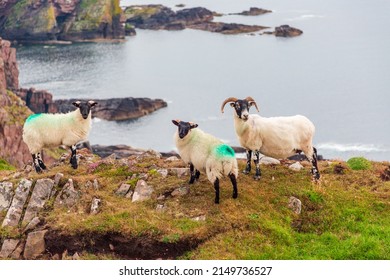 Scottish Blackface Free Range British sheep, ewe with lambs, grazing in the pastures between Stoer Lighthouse and Old Man of Stoer