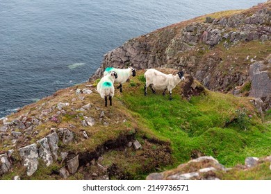 Scottish Blackface Free Range British sheep, ewe with lambs, grazing in the pastures between Stoer Lighthouse and Old Man of Stoer