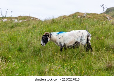 Scottish Blackface Free Range British sheep grazing in the pastures of the Isle of Skye, Scotland