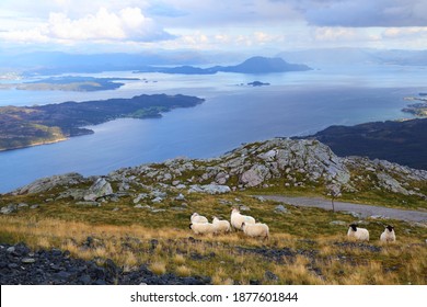 Scottish Blackface sheep breed in Norway. Stord island livestock.