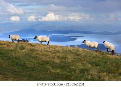 Scottish Blackface sheep breed in Norway. Stord island agriculture.