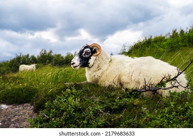 Scottish Blackface Sheep at Dry Your Eyes Ridge, Sleat Peninsula.