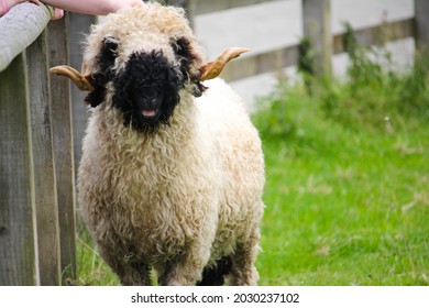 Scottish blackface sheep getting pet on a pet farm
