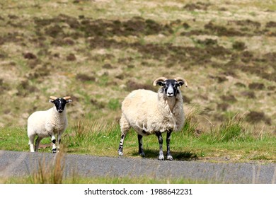 Scottish Blackface sheep with lamb standing at the side of the road in Scotland