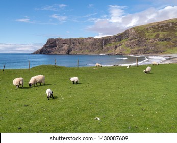 Scottish Blackface sheep and lambs grazing on green grass by Talisker Bay, Isle of Skye, Scotland, UK