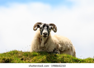 Scottish Blackface sheep lying down  on the top of hill in Scotland