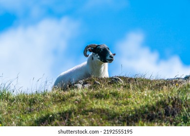  Scottish Blackface Sheep On The Isle Of Lewis And Harris, Scotland