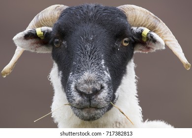 57,184 Sheep black background Images, Stock Photos & Vectors | Shutterstock