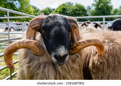 Scottish blackface sheep in a pen at an agricultural show
