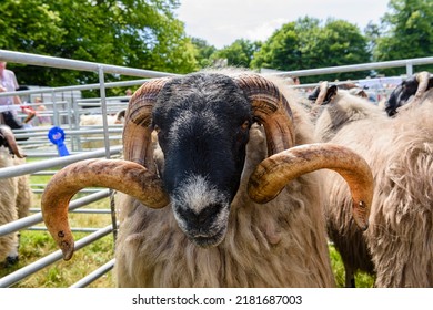 Scottish blackface sheep in a pen at an agricultural show
