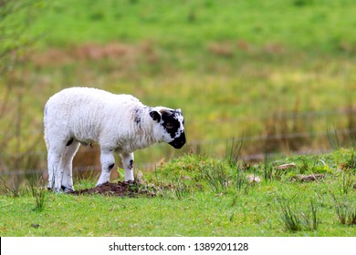 Scottish Blackface sheep standing in a Scottish meadow