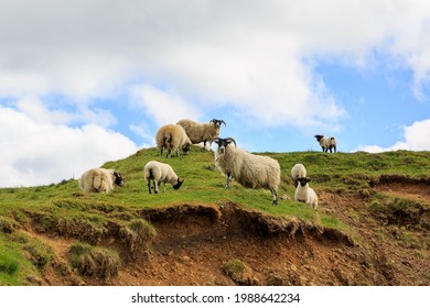 Scottish Blackface sheep standing at the top of hill in Scotland