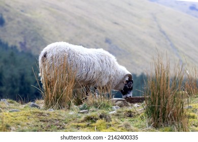 Scottish Blackface sheep standing at the top of hill partially hidden by  tufted grass in Scotland