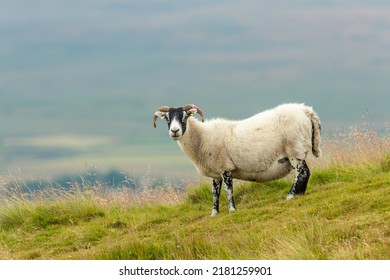 Scottish Blackface, Swaledale ewe, or female sheep with curly horns and thick fleece, stood in lush summer moorland  in Swaledale, North Yorkshire.  Facing front.   Horizontal, Space for copy.