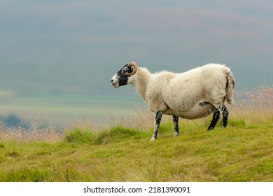Scottish Blackface Swaledale ewe, or female sheep with curly horns and thick fleece, stood in a lush summer meadow in Swaledale, North Yorkshire.  Facing left.  Horizontal, Space for copy.