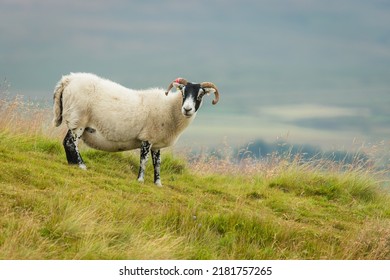 Scottish Blackface Swaledale ewe, or female sheep with curly horns and thick fleece, stood in a lush summer meadow in Swaledale, North Yorkshire.  Facing right,  Horizontal, Space for copy.