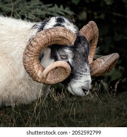 Scottish blackfaced sheep are one of the hardiest sheep breeds in the country and are the backbone of the Scottish sheep industry. Blackfaces are horned, with black or black and white face and legs
