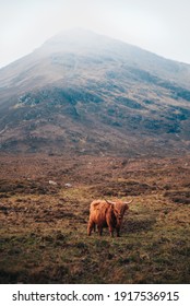 Scottish brown cow with great horns in the highlands (mountains) in Scotland. Copy space