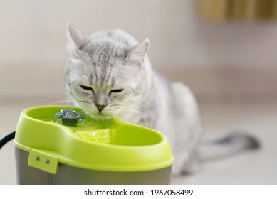 Scottish Cat Drinking Water From A Pet Fountain.