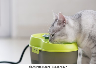 Scottish Cat Drinking Water From A Pet Fountain.