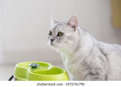 Scottish Cat Drinking Water From A Pet Fountain.