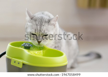 Scottish cat drinking water from a pet fountain.